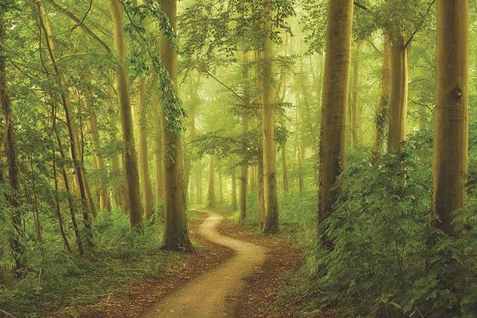 Sunlight filtering through a tall native forest canopy above a quiet walking trail